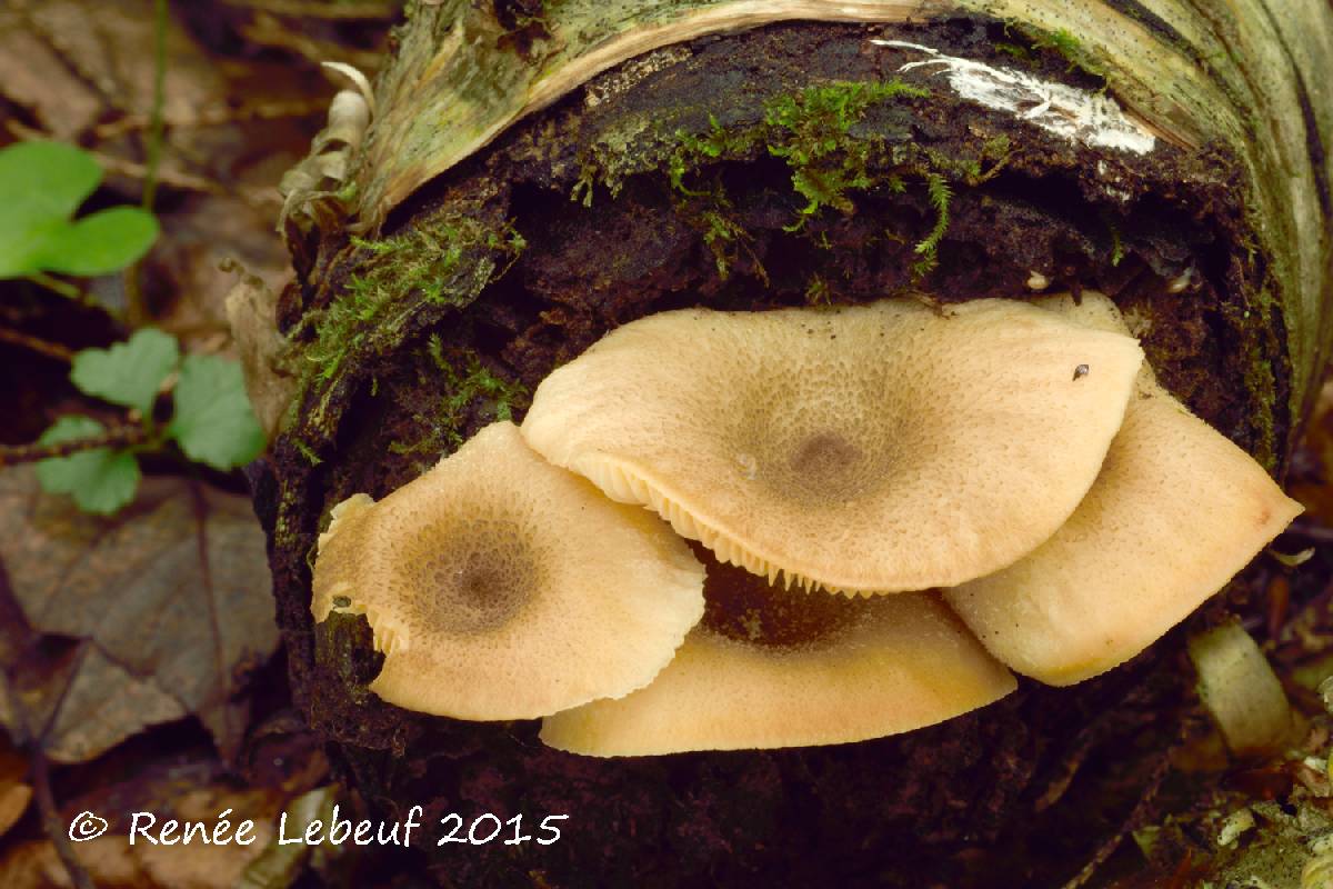 Lactarius griseus image