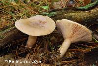 Lactarius imperceptus image