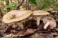 Lactarius maculatus image