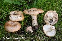 Lactarius midlandensis image