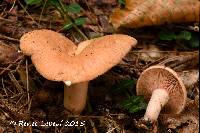 Lactarius peckii image