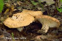 Lactarius psammicola image