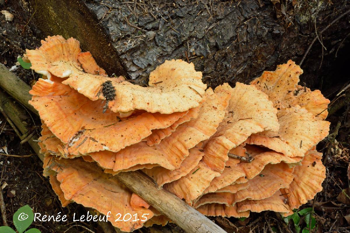 Laetiporus huroniensis image