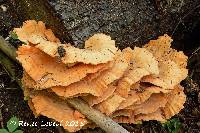 Image of Laetiporus huroniensis