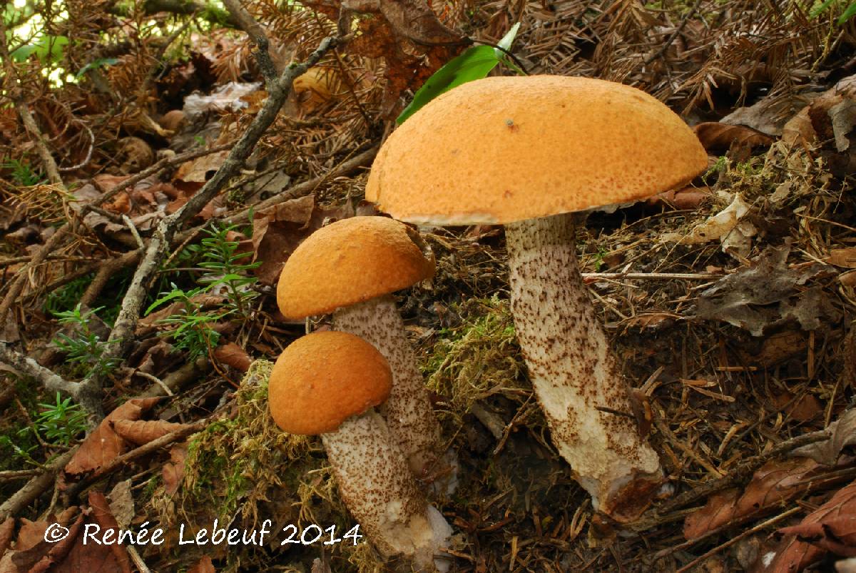 Leccinum aurantiacum var. aurantiacum image