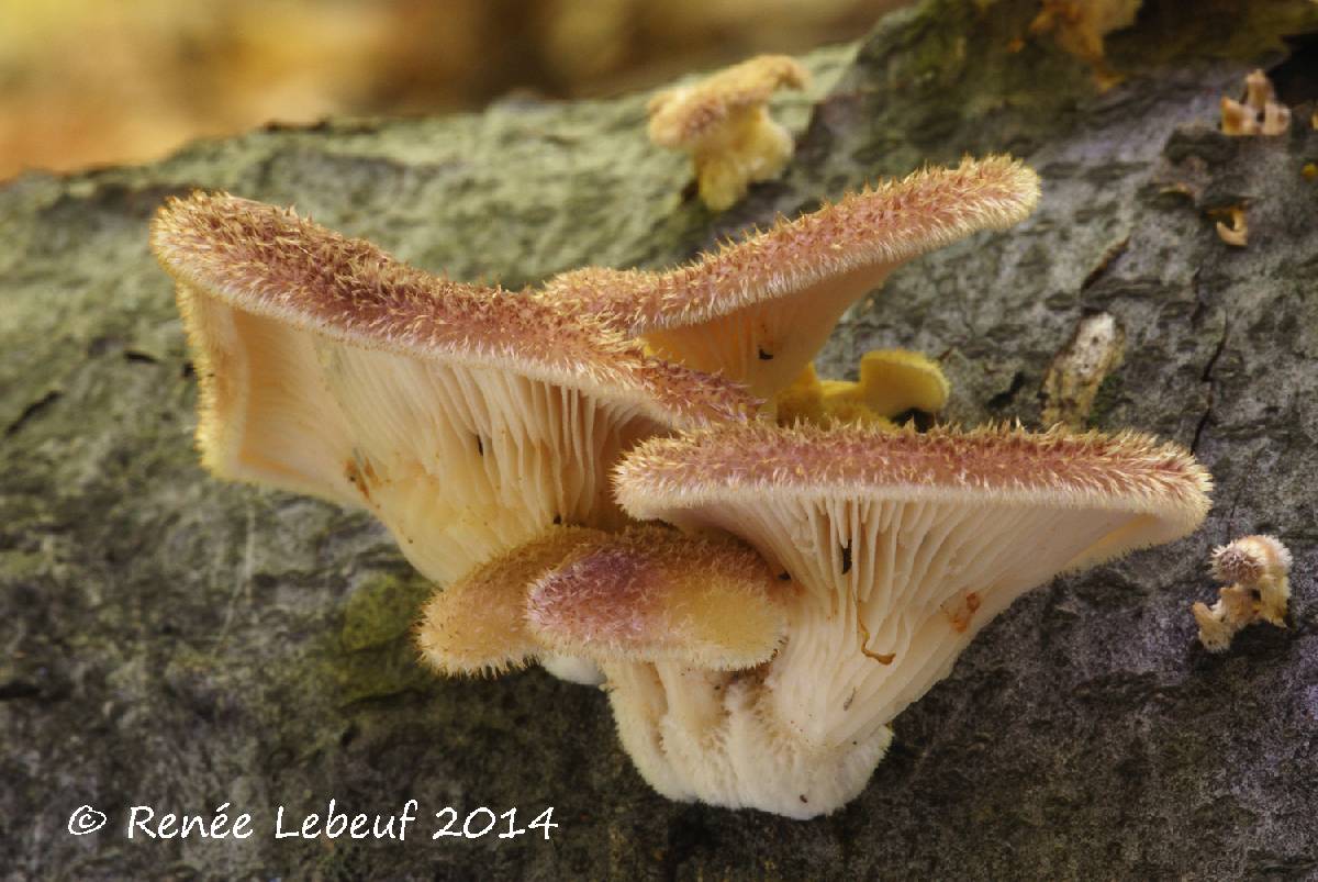 Lentinus strigosus var. strigosus image