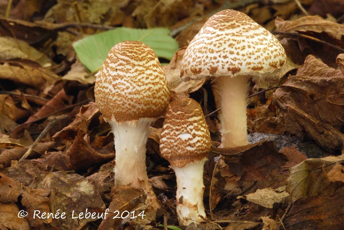 Lepiota fuscosquamea image