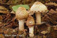 Image of Lepiota fuscosquamea