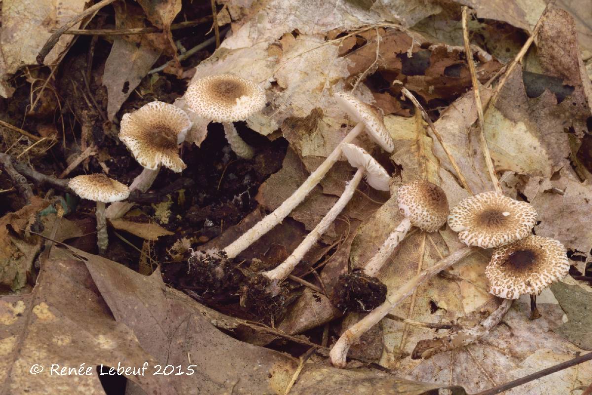 Lepiota umbrosa image