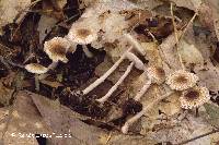 Lepiota umbrosa image