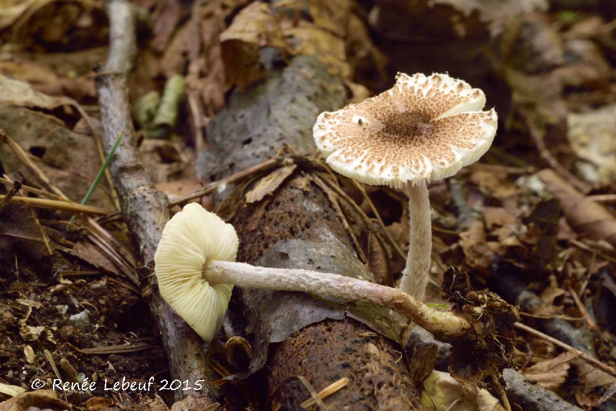 Lepiota umbrosa image