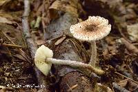 Lepiota umbrosa image