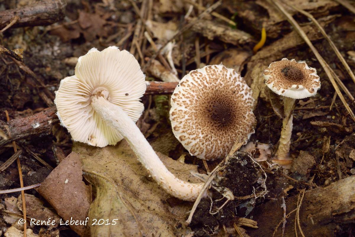 Lepiota umbrosa image