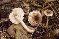 Lepiota umbrosa image