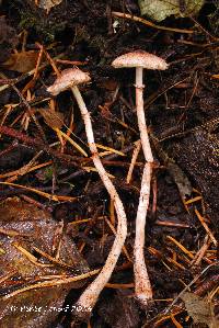 Image of Lepiota castanescens