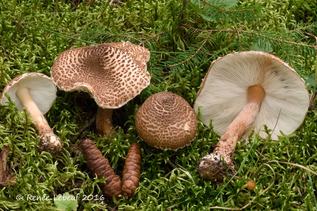 Lepiota cortinarius image