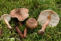 Lepiota cortinarius image