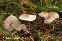 Lepiota cristata image