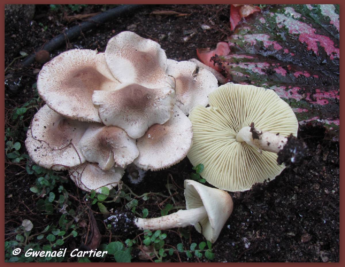 Lepiota elaiophylla image