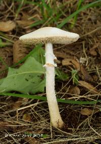 Lepiota erminea image