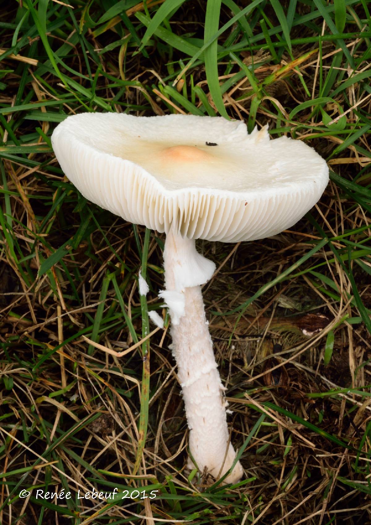 Lepiota erminea image