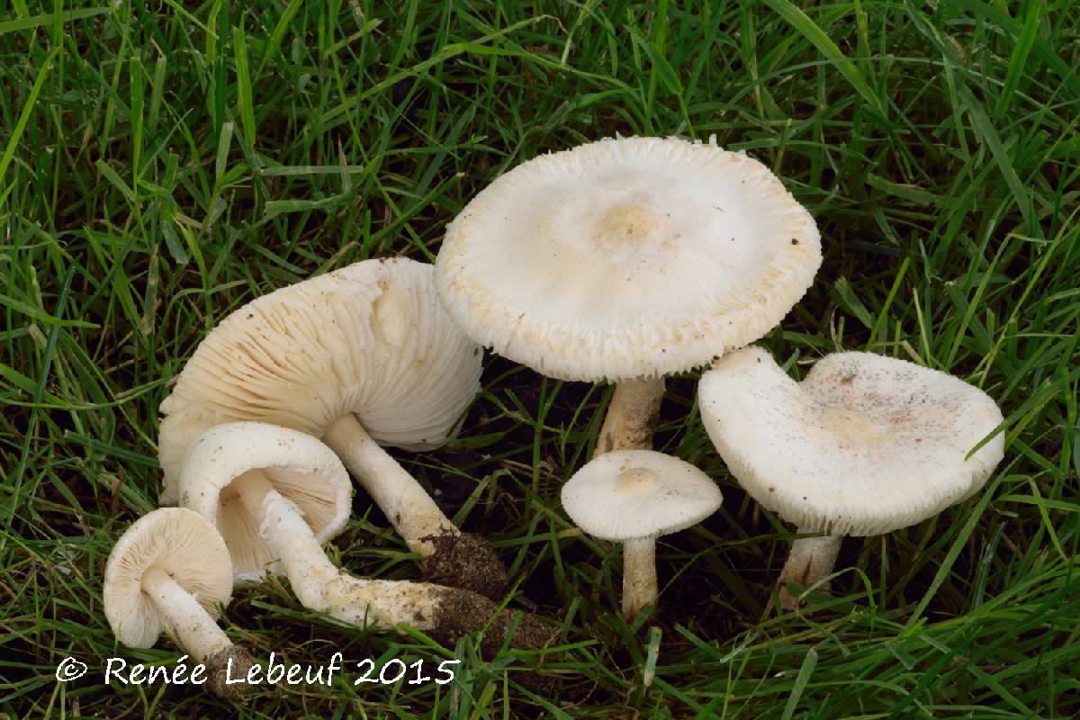 Lepiota erminea var. erminea image