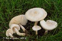 Lepiota erminea image