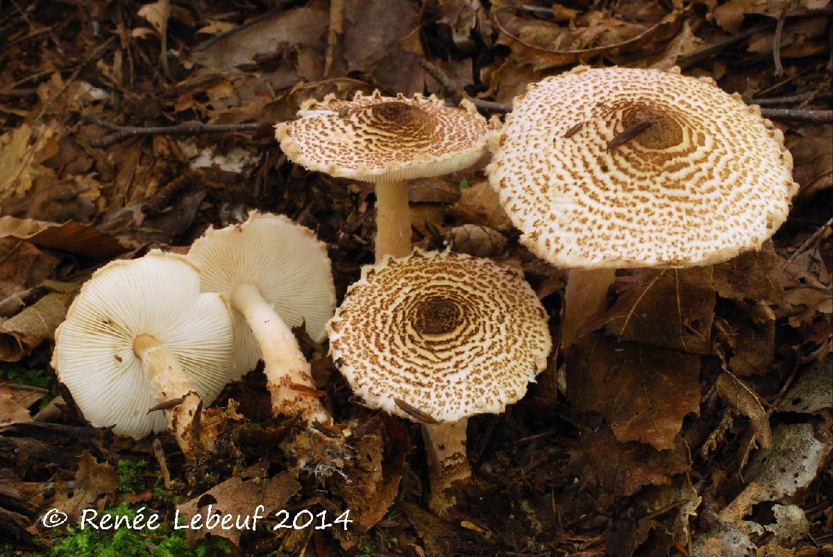 Lepiota fuscosquamea image