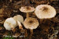 Lepiota fuscosquamea image