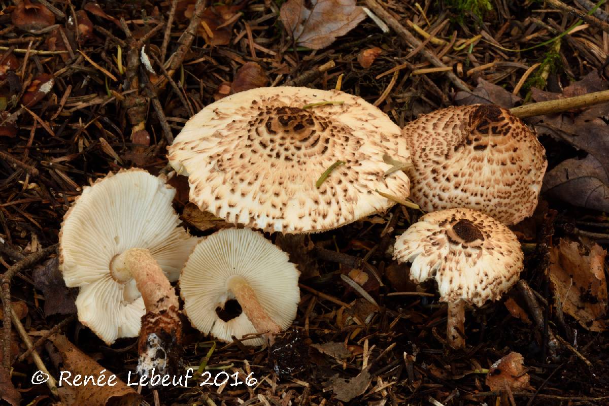 Lepiota fuscosquamea image