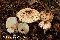 Lepiota fuscosquamea image