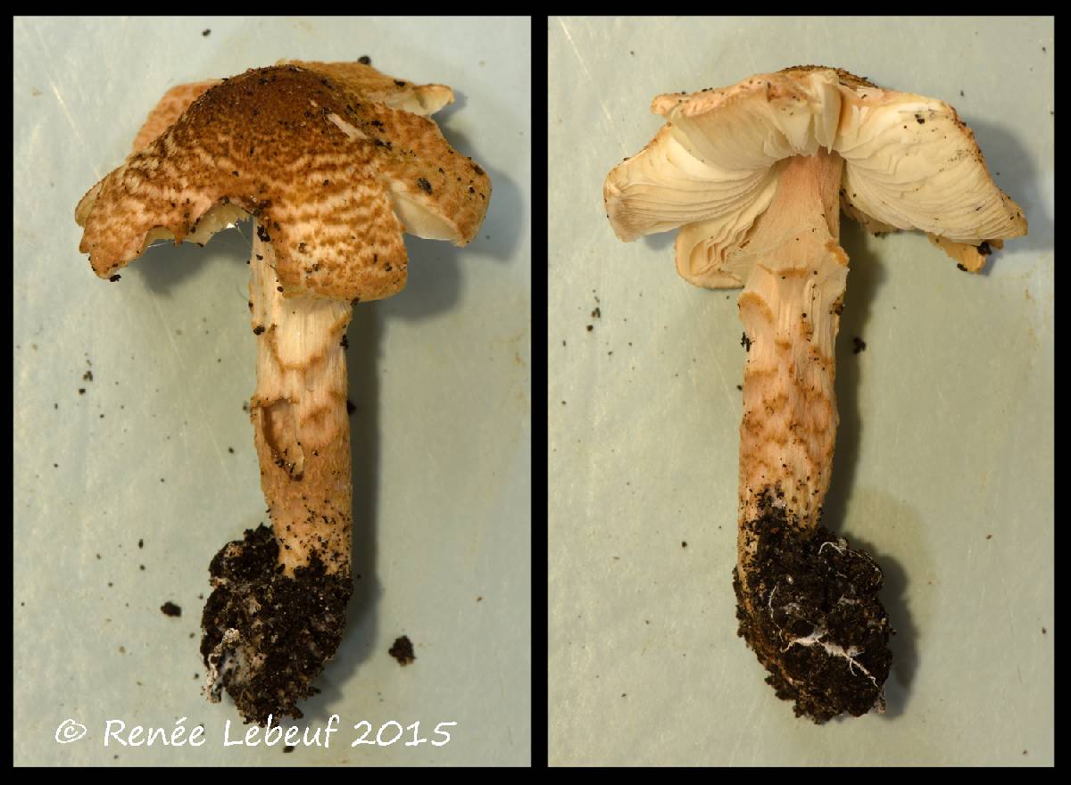 Lepiota helveola image