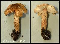 Image of Lepiota helveola