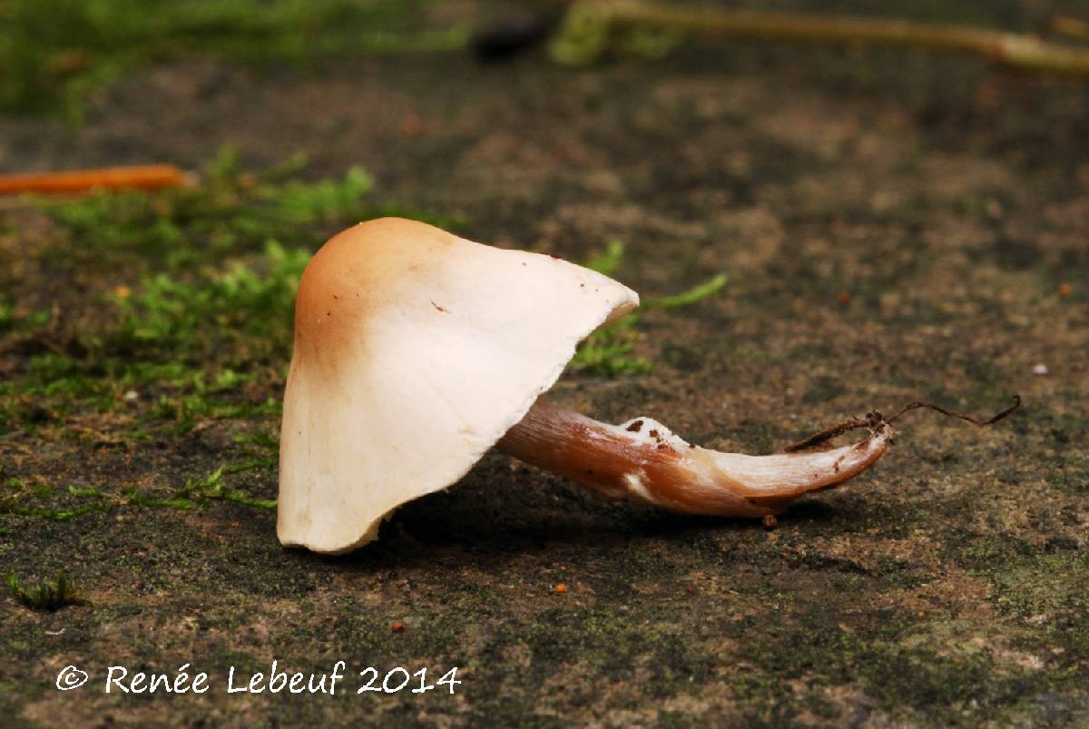 Lepiota neophana image