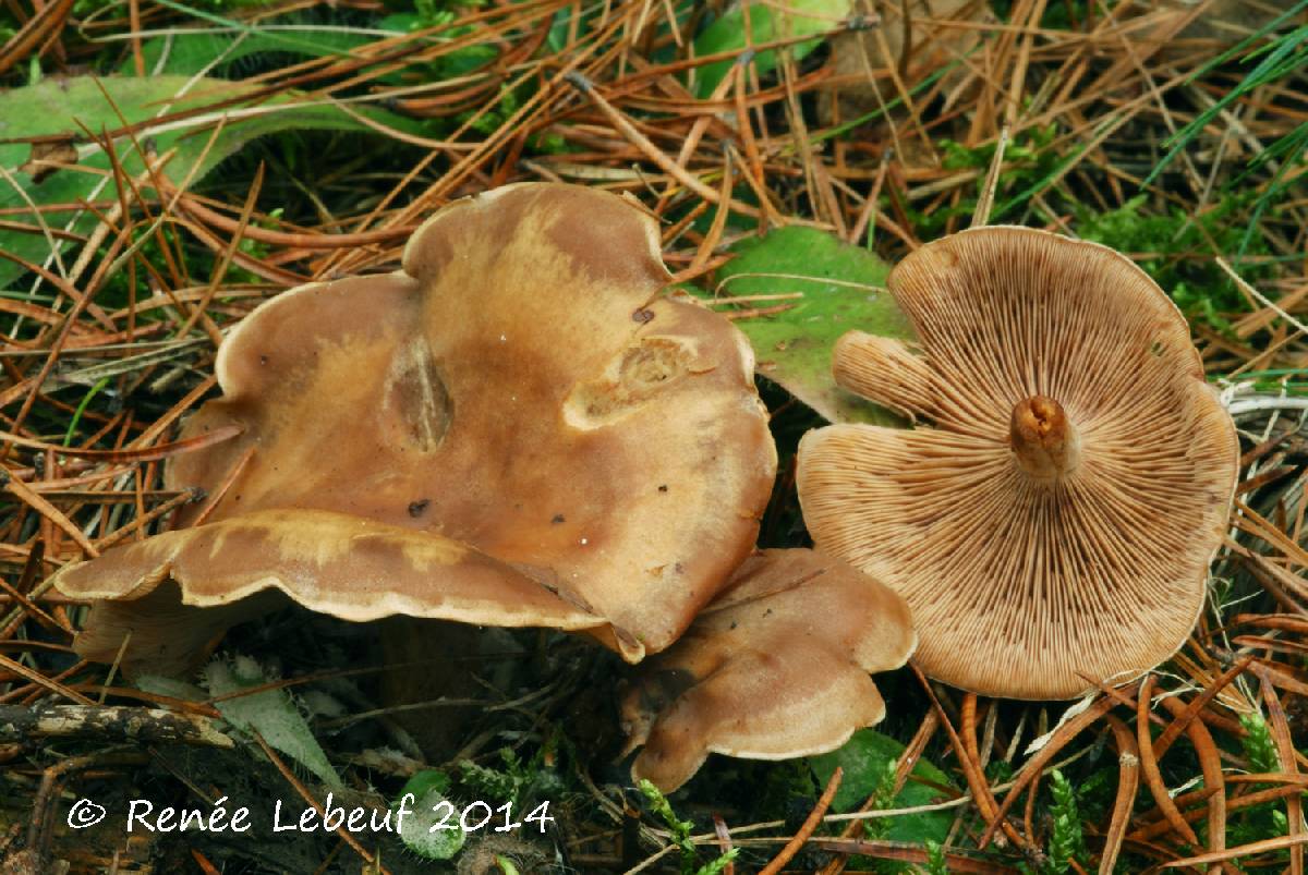 Clitocybe martiorum image