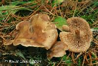 Clitocybe martiorum image