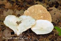 Leucopaxillus giganteus image