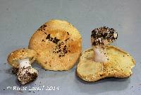 Leucopaxillus tricolor image