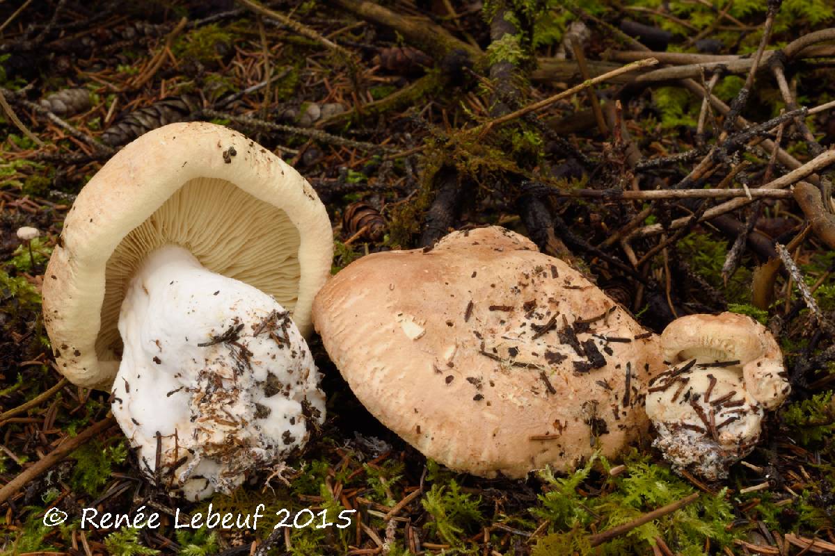 Leucopaxillus tricolor image