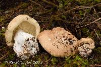 Image of Tricholoma tricolor