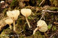 Lichenomphalia umbellifera image