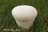 Lycoperdon utriforme image