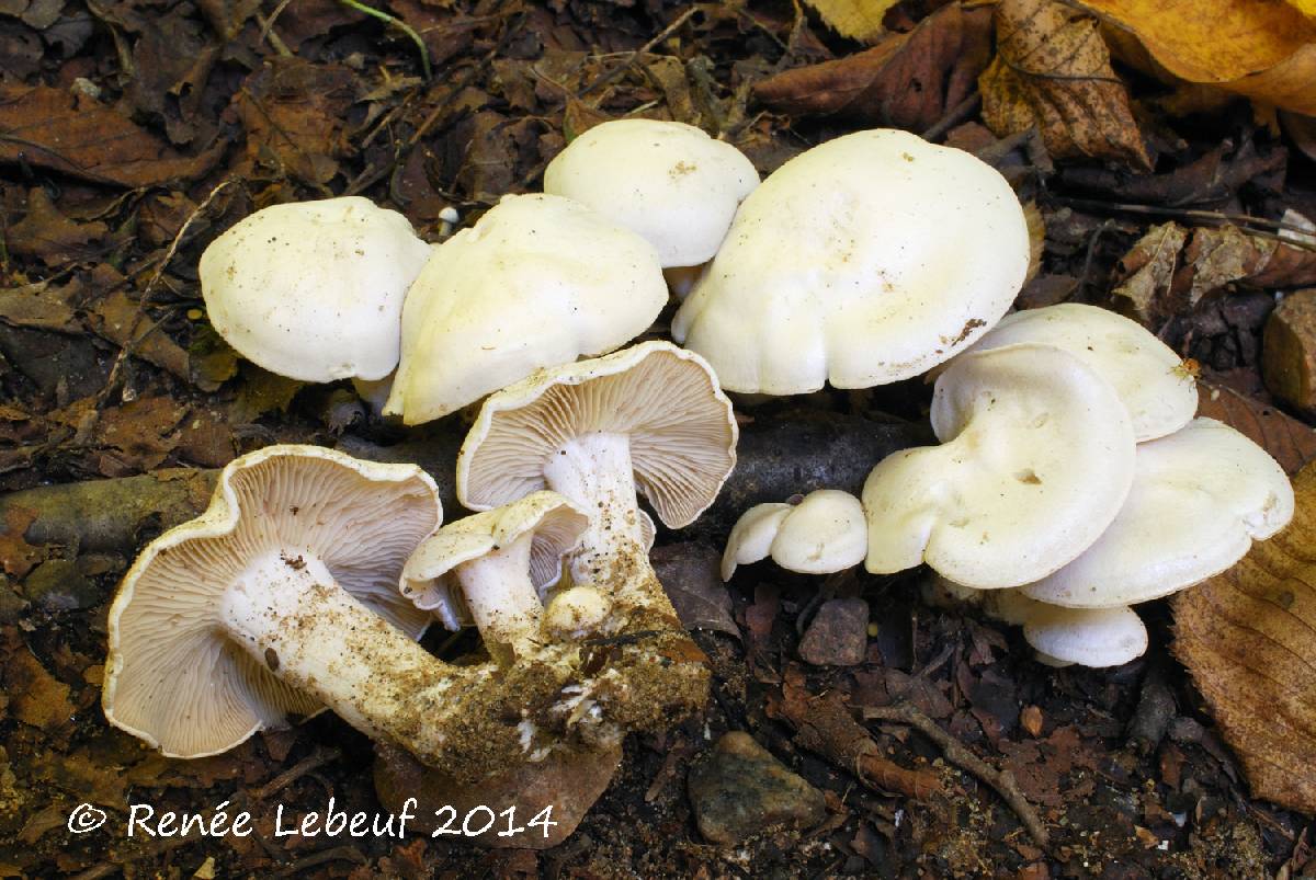 Lyophyllum connatum var. connatum image