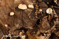 Marasmius siccus image