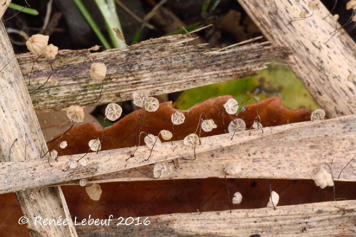 Marasmius limosus image