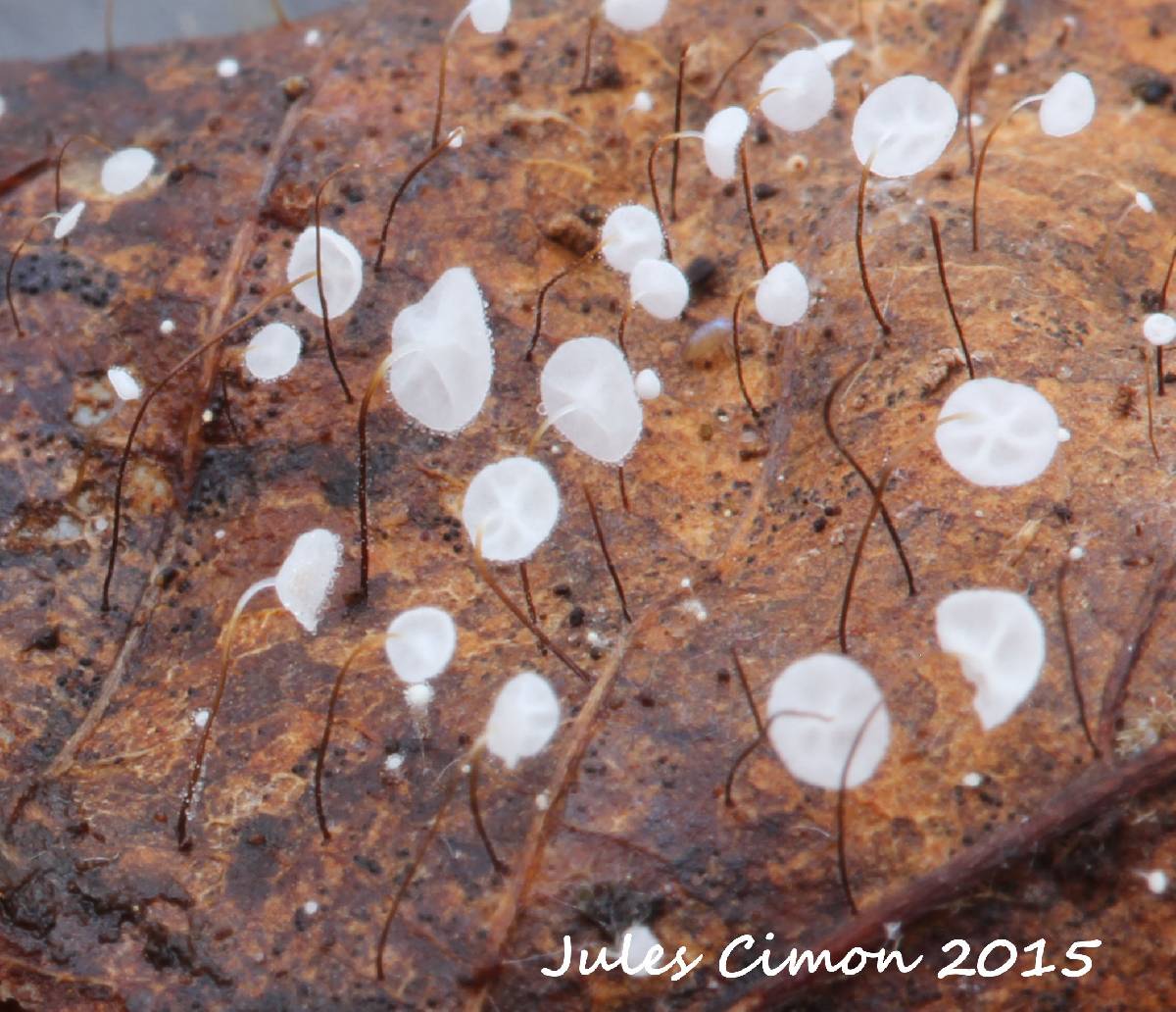 Marasmius minutissimus image