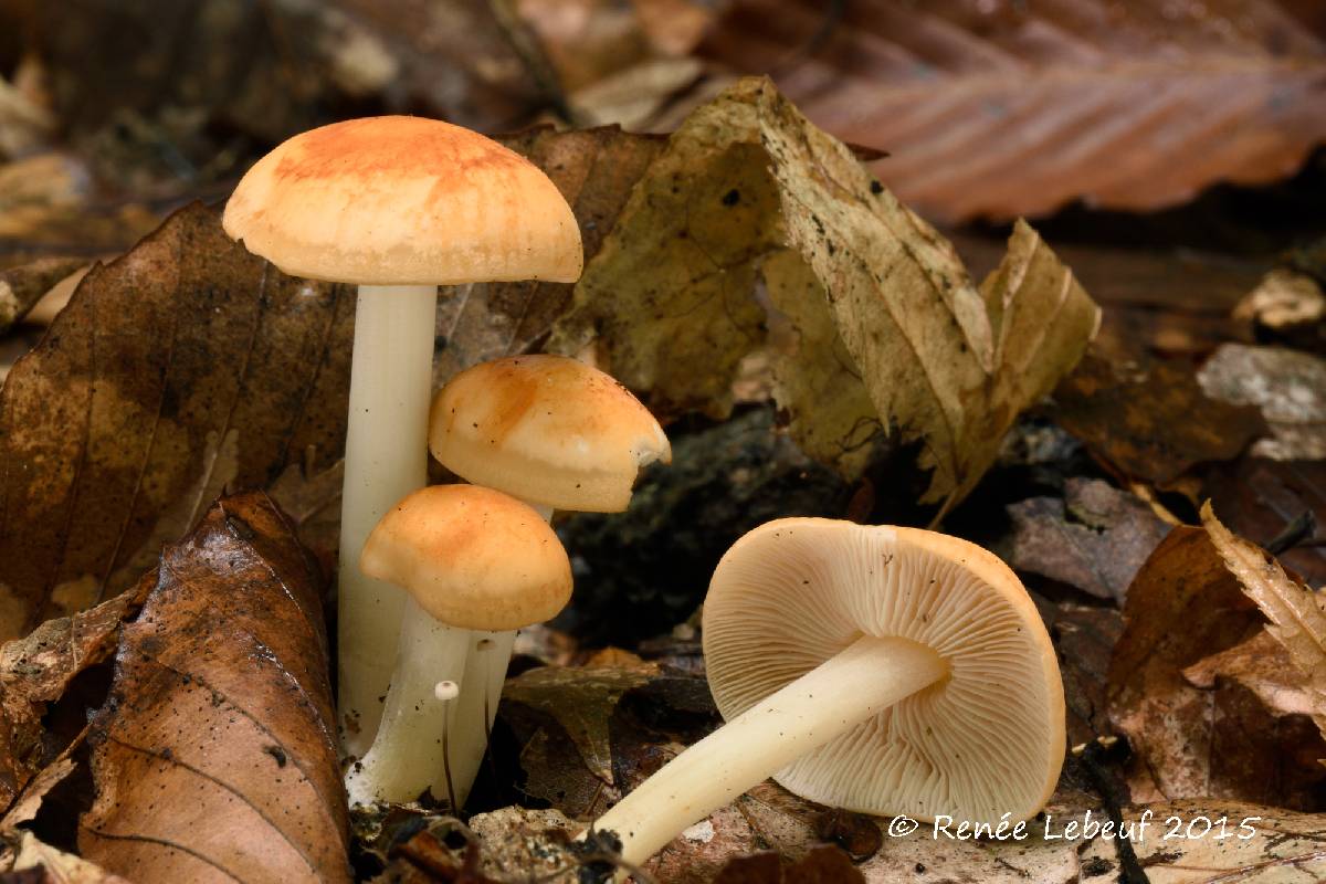 Marasmius strictipes image