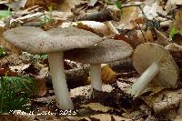 Megacollybia rodmanii image