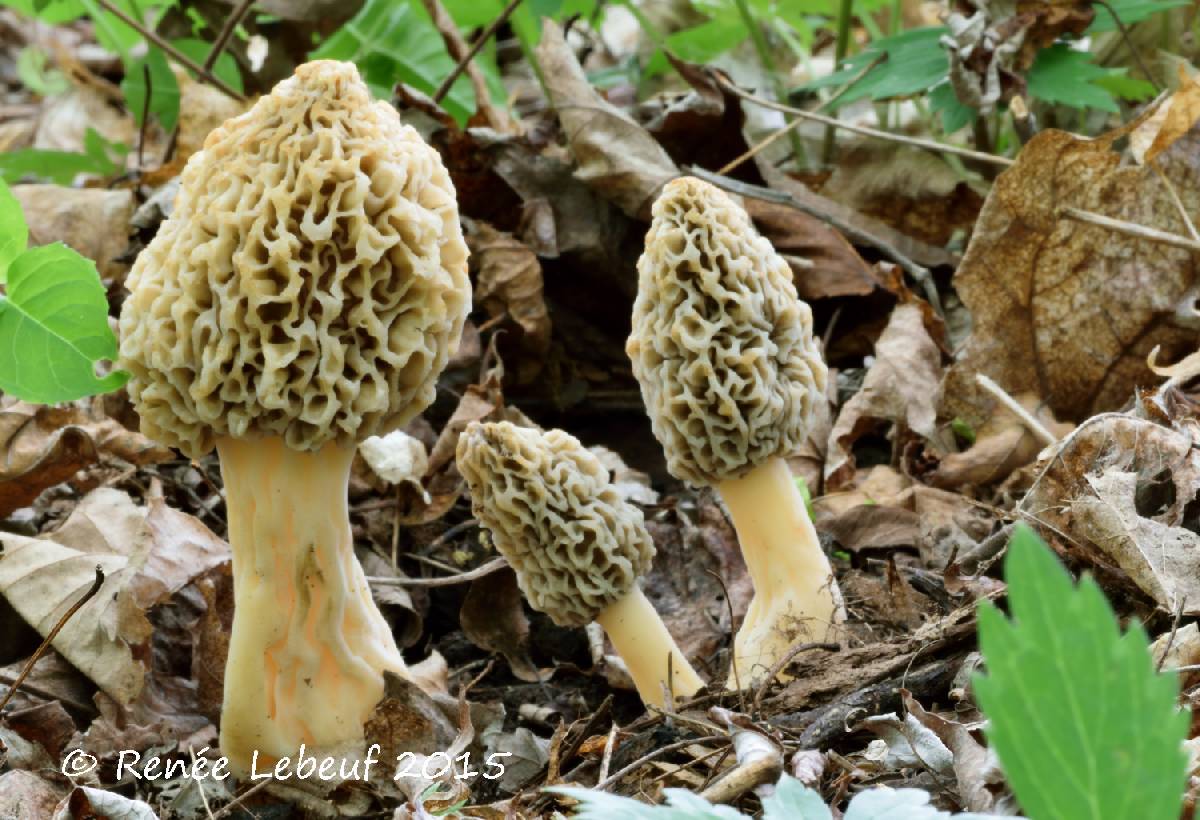 Morchella ulmaria image