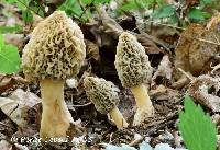 Morchella ulmaria image